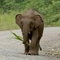Elephant Is Shot with a Poisonous Arrow, Survives the Experience