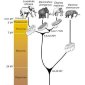Elephant-Mammoth Evolution Explains Human Evolution