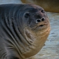 Elephant Seals Help Scientists Understand Arctic Melting Patterns