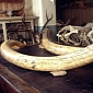 Elephant Tusks Worth $1.32 Million Confiscated in Tanzania