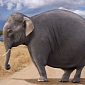 Elephant Weight Loss Camp Could Soon Open in California, US