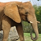 Elephant in Missouri Crushes Zookeeper, Kills Him