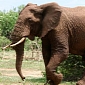 Elephant That Killed Keeper Should Be Sent to a Sanctuary, PETA Says