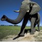 Elephants Can Tell Their Enemies by the Smell
