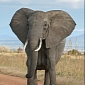 Elephants Can Tell Which Humans Are a Threat