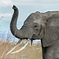 Elephants Can Vocalize Very Low-Frequency Sounds
