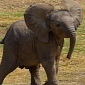 Elephants Could Go Extinct in Just 12 Years' Time