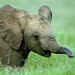 Elephants Get the Gist of Pointing with No Previous Training