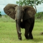 Elephants Killed by an African Landfill