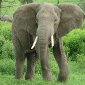 Elephants May Recognize Different Languages