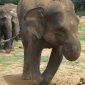 Elephants' Mysterious Ability to Detect Land Mines