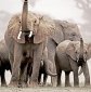 Elephants Tell by Seismic Waves if You Are A Friend or Not