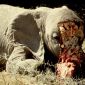 Elephants and the Ivory Curse