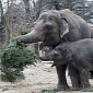 Elephants at Berlin Zoo Are Big Fans of Christmas Trees