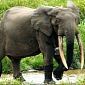 Elephants That Risked Being Killed by Farmers Are Rescued by Conservationists