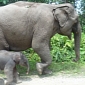 Elite Team of Endangered Elephants Welcomes New Member