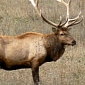 Elk Made Famous by Viral Headbutt Video Is Put to Sleep