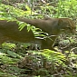 Elusive Bay Cat Photographed in Logged Forest in Borneo