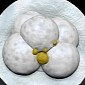 Embryo Models 3D Printed by French Researchers