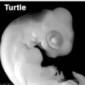Embryo Studies Reveal How Turtles Develop Shells