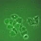 Embryonic Stem Cell Genetic Control Circuit Found