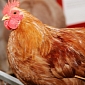 Emergency Hysterectomy Saves Chicken's Life