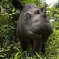 Emergency Summit Aims to Save Critically Endangered Sumatran Rhinos