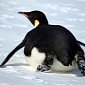 Emperor Penguins Are Affected by Melting Ice