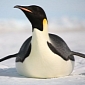 Emperor Penguins Can Spend Up to 27 Minutes Underwater, Researchers Explain How They Do It