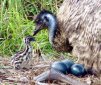 Emu: Harems of Males and Female Minstrels