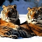 Endangered Amur Tigers and Leopards Might Yet Have a Chance at Survival