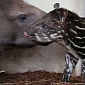 Endangered Baby Tapir Born at Zoo in France