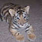 Endangered Baby Tigers Nursed by a Shar-Pei