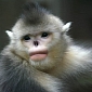 Endangered Black Snub-Nosed Monkeys Are Making a Comeback in China
