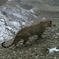 Endangered Caucasian Leopards Caught on Camera in the Wild