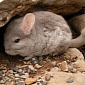 Endangered Chinchillas Found to Be Hiding in Chile