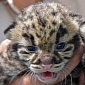 Endangered Clouded Leopards Born at Zoo Miami in the US