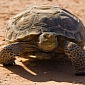 Endangered Desert Tortoises Living in Nevada Could Soon Be Euthanized