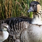 Endangered Geese Spotted on Oahu for the First Time in over 300 Years
