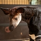 Endangered Okapi Calf Born at Antwerp Zoo in Belgium
