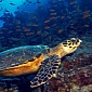 Endangered Sea Turtles Found to Be Affected by Pollutants