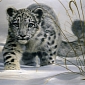 Endangered Snow Leopard Cubs Now Caught on Tape [VIDEO]