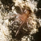 Endangered Spider Halts Construction Project Worth $15 Million (€11.6 Million)