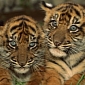Endangered Sumatran Tiger Cubs Greet the Public