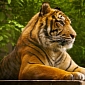 Endangered Sumatran Tiger Shot Dead by Coffee Farmer in Indonesia