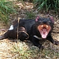 Endangered Tasmanian Devils Get a Fighting Chance of Survival