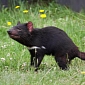 Endangered Tasmanian Devils Must Evolve to Survive