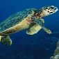 Thai Navy Releases Endangered Sea Turtles into the Wild [Video]