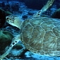 Endangered Turtles Returned to the Wild After Being Rehabilitated