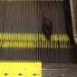 Endless Fitness for a Rat Stuck on Escalator in Bart Station – Video